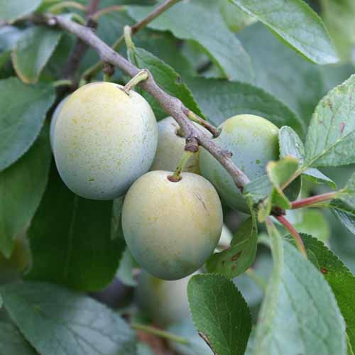 Late Greengage