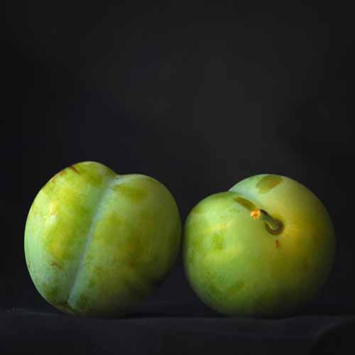 Old Greengage
