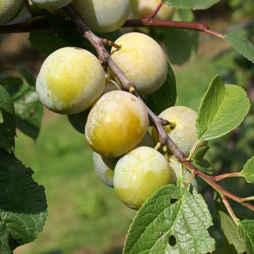 Old Greengage