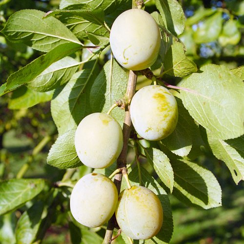Old Greengage