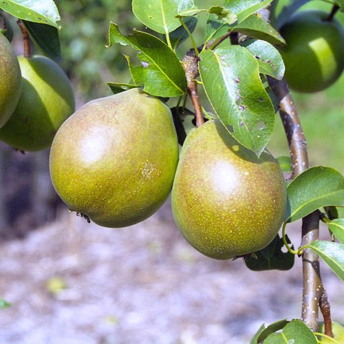 Green Pear of Yair