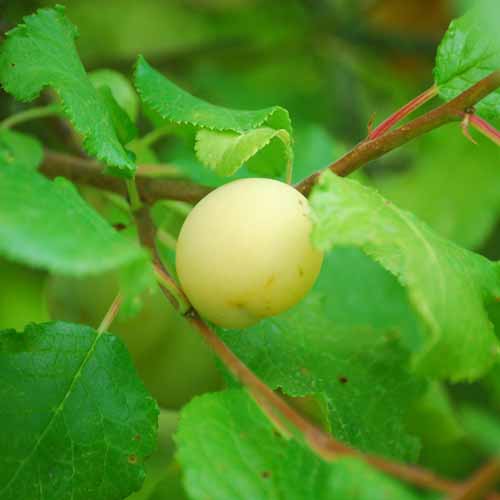 Guthrie's Late Green