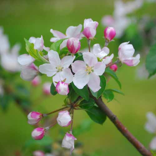 Hamid's Red Pippin®