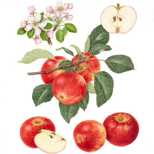 Hamid's Red Pippin®