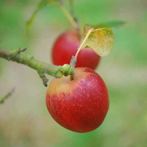 Hamid's Red Pippin®