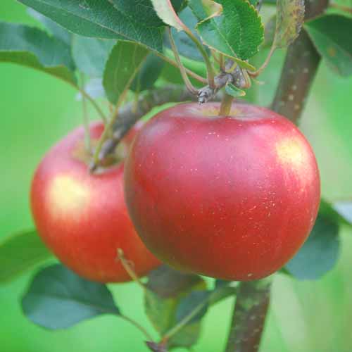 Hamid's Red Pippin®