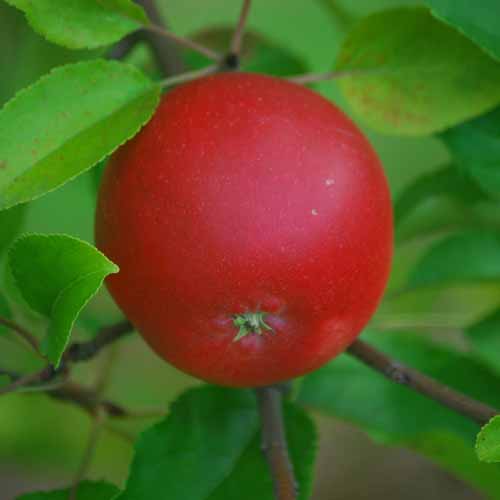 Hamid's Red Pippin®