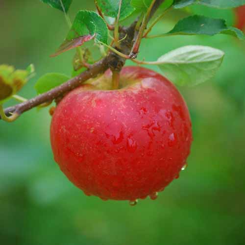 Hamid's Red Pippin®