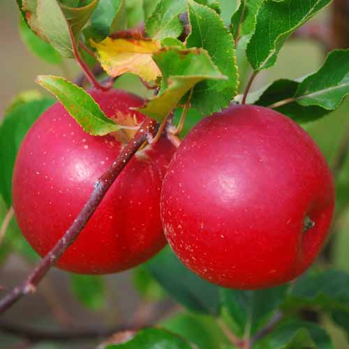 Hamid's Red Pippin®