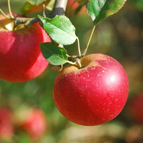 Hamid's Red Pippin®