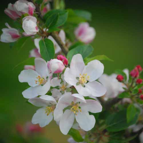 Hamid's Red Pippin®