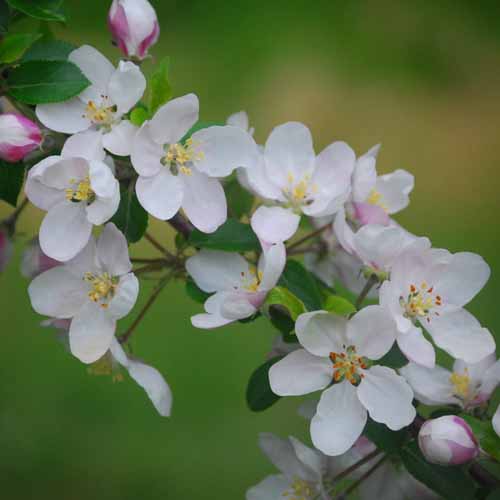 Hamid's Red Pippin®