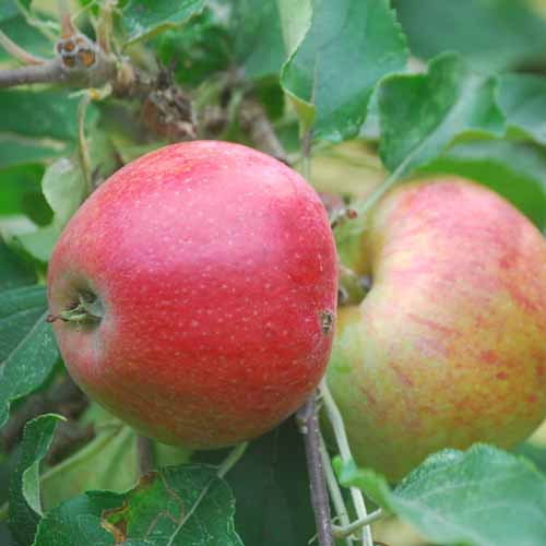 Harry Masters Jersey