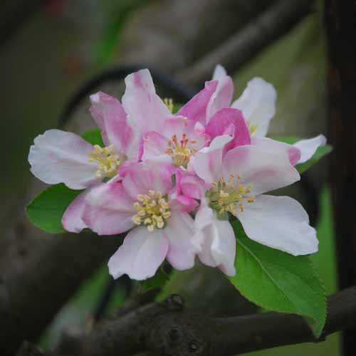 Harry Masters Jersey