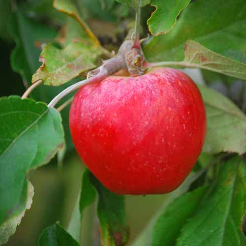 Harry Masters Jersey