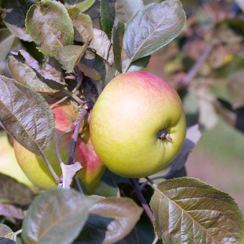 Hawthornden
