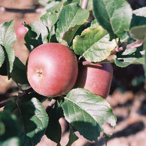 Herefordshire Beefing