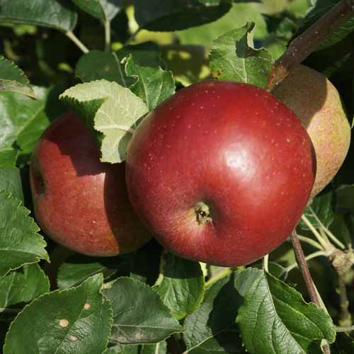 Herefordshire Beefing