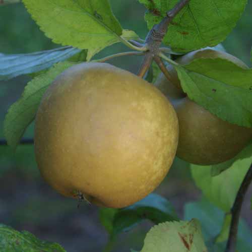 Herefordshire Russet