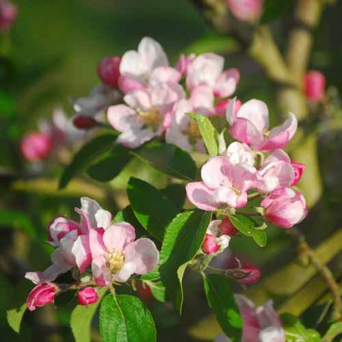 Herefordshire Russet