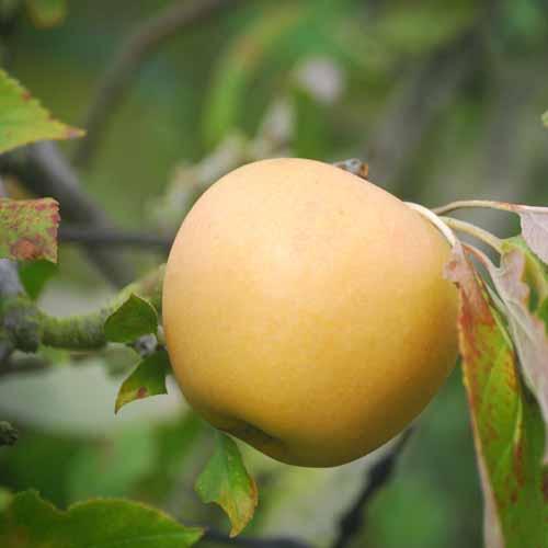 Herefordshire Russet