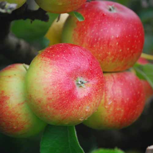 Heusgen's Golden Reinette