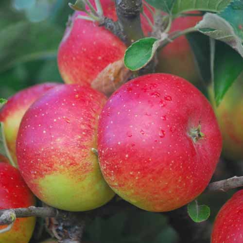 Heusgen's Golden Reinette