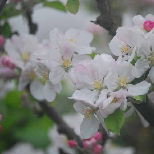 Heusgen's Golden Reinette