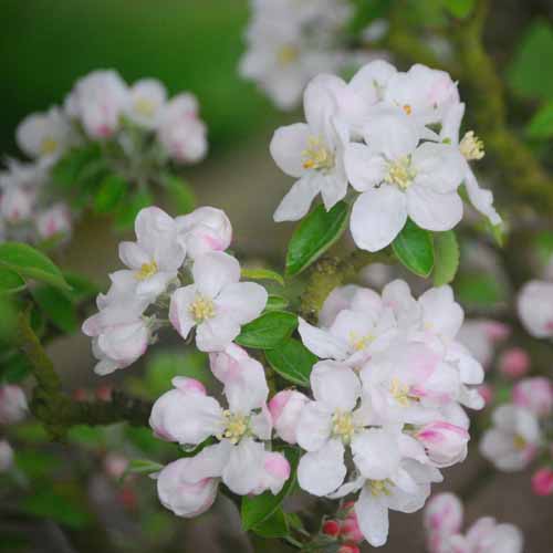 Heusgen's Golden Reinette