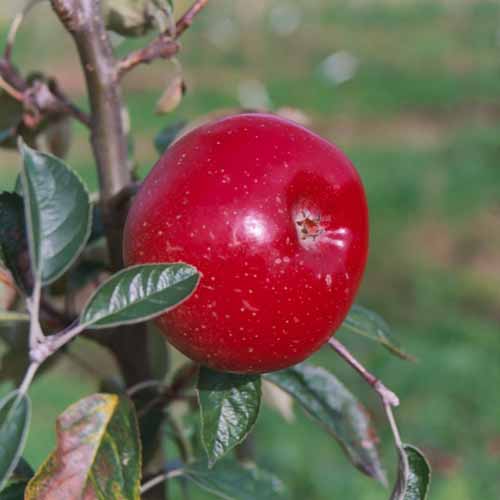 Heusgen's Golden Reinette