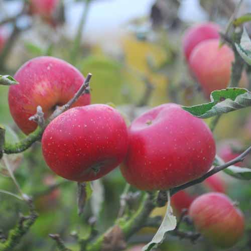 Heusgen's Golden Reinette