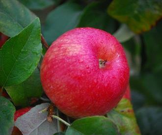 Honeycrisp Apple Fruit Trees For Sale Order Online
