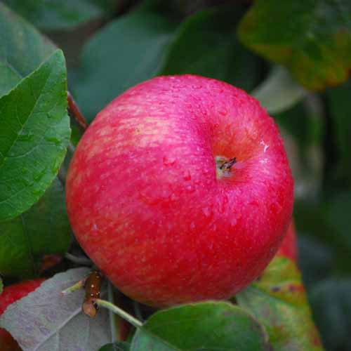 Honeycrisp