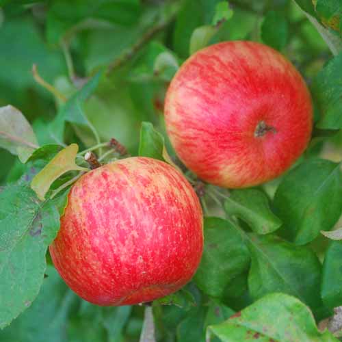 Honeycrisp