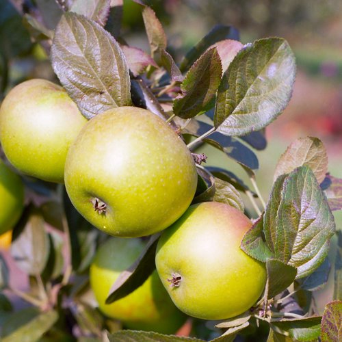 Hormead Pearmain
