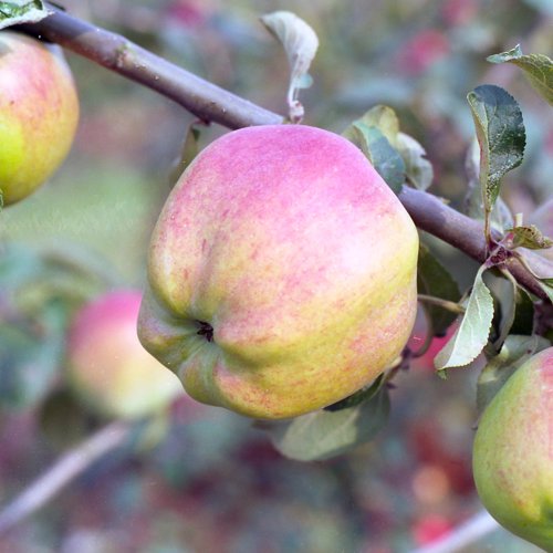 Pancake Apple