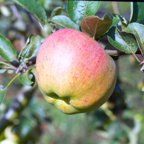 Pancake Apple