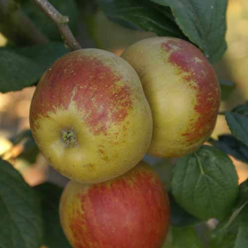 Horsham Russet