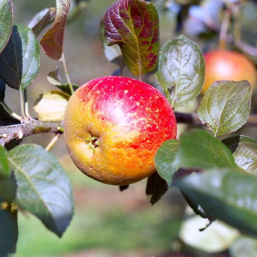 Houblon