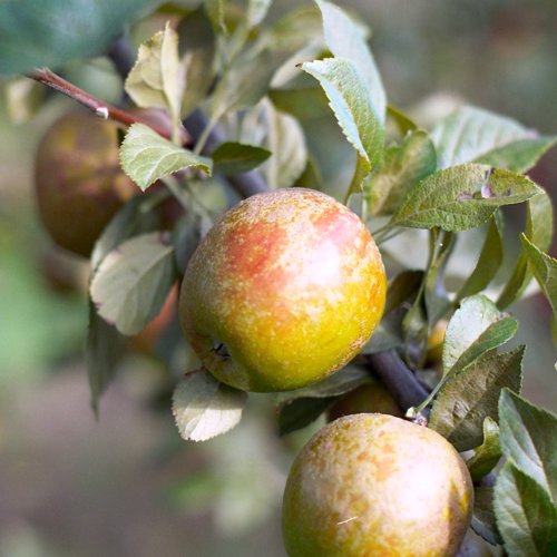 Hubbard's Pearmain