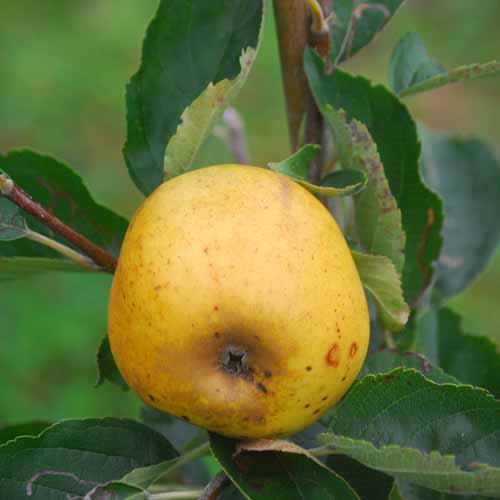 Improved Ashmead's Kernel