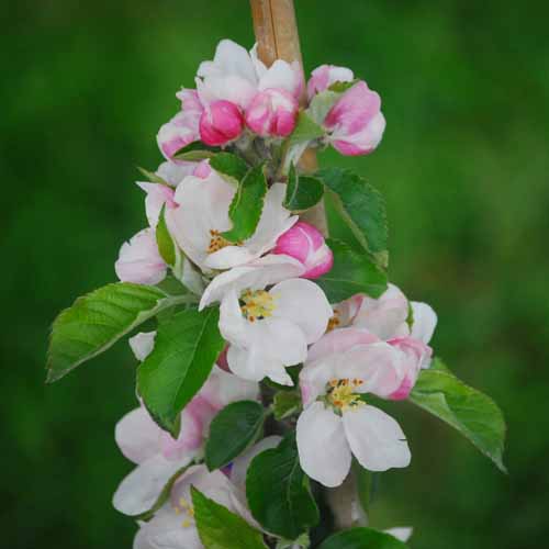 Improved Ashmead's Kernel