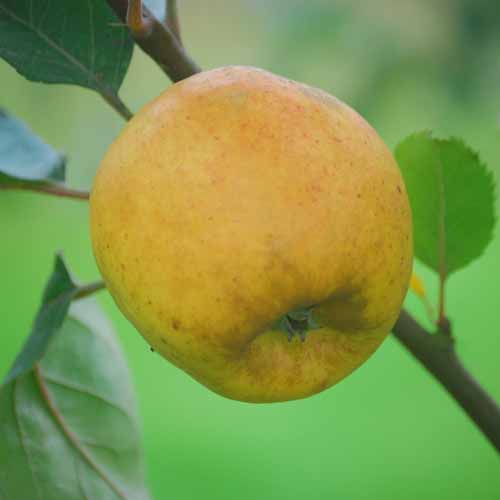 Improved Ashmead's Kernel