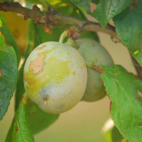 Ingall's Grimoldby Greengage