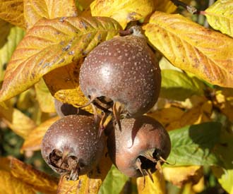 Iranian Medlar