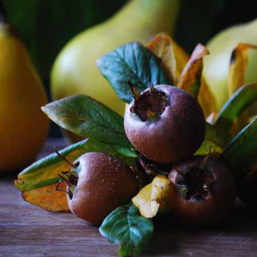 Iranian Medlar