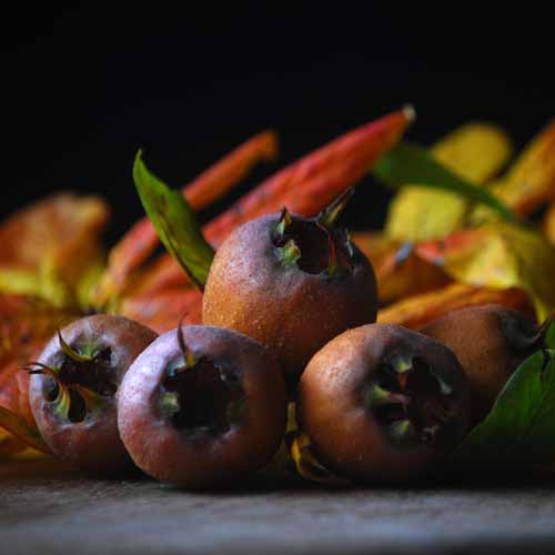 Iranian Medlar