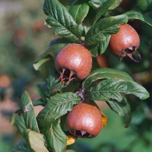 Iranian Medlar