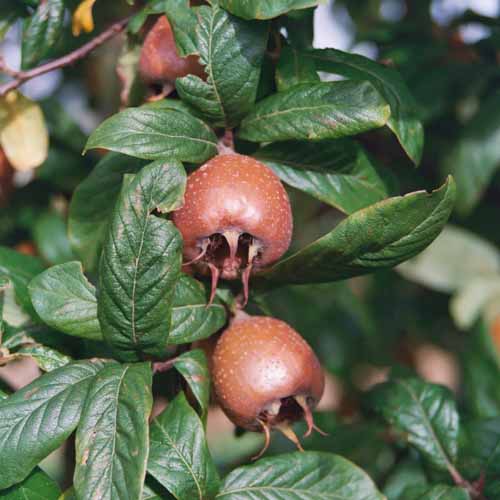 Iranian Medlar