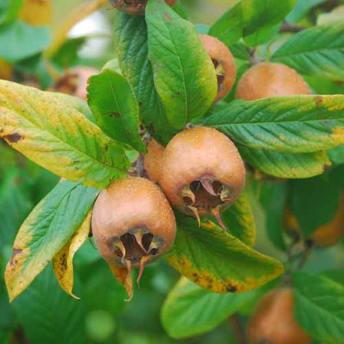 Iranian Medlar